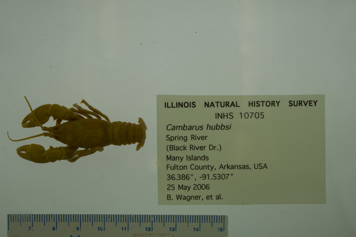 Cambarus hubbsi image